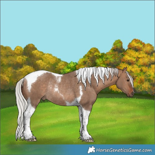 Horse Color:Silver Bay Dun Tobiano Rabicano 