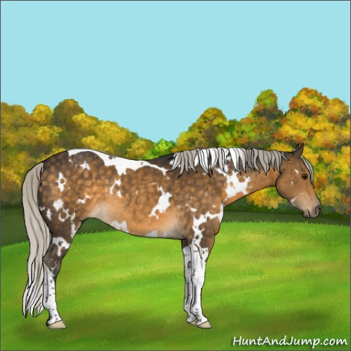 Horse Color:White Spotted Silver Buckskin Tobiano Rabicano 