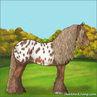 Horse Color:Chestnut Appaloosa 