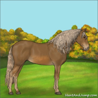 Horse Color:Chocolate Palomino 