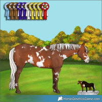 Horse Color:White Spotted Silver Brown Frame 