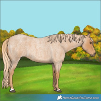 Horse Color:Red Roan 