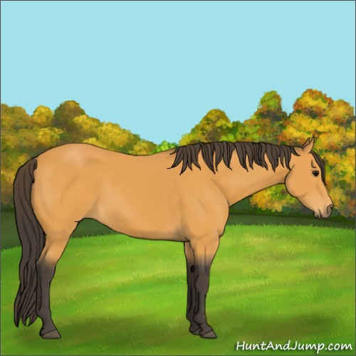 Horse Color:Buckskin