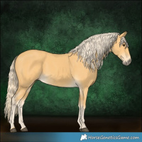 Horse Color:Palomino