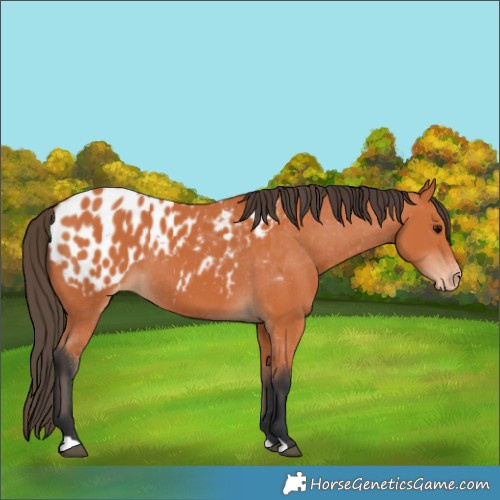 Horse Color:Bay Appaloosa