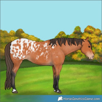 Horse Color:Bay Appaloosa 