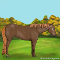 Horse Color:Gray Chestnut