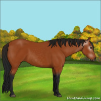 Horse Color:Gray Bay