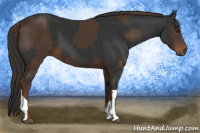 Horse Color:Liver Chestnut  and Gray Liver Chestnut 