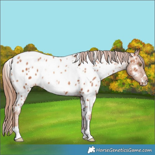 Horse Color:White Spotted Gold Champagne Appaloosa 