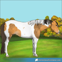 Horse Color:Buckskin Tobiano 