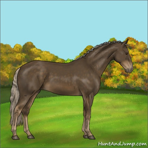 Horse Color:Chocolate Palomino 