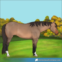 Horse Color:Bay Dun