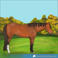 Horse Color:Bay 