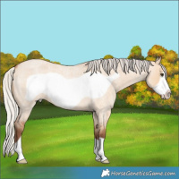 Horse Color:Silver Bay Roan Dun Frame 