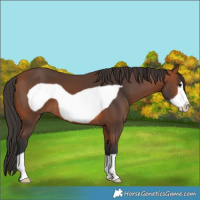 Horse Color:Bay Frame 