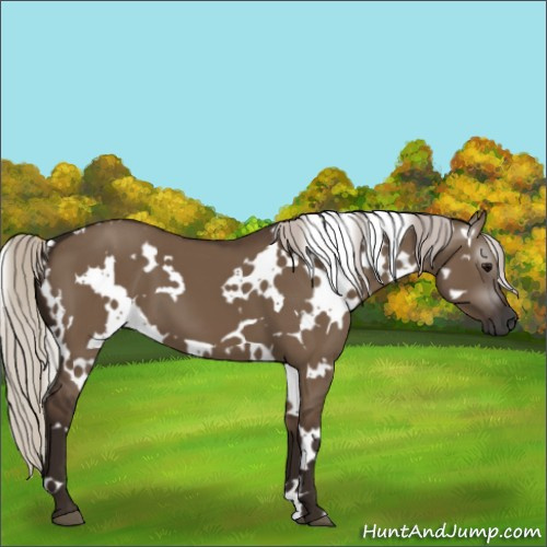 Horse Color:Gray White Spotted Silver Grullo 