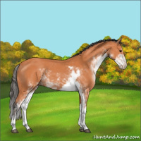Horse Color:Bay Sabino 