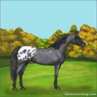 Horse Color:Blue Roan Appaloosa