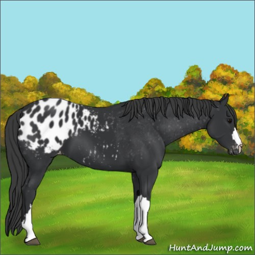 Horse Color:Black Appaloosa 