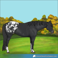 Horse Color:Black Tobiano Appaloosa 