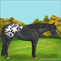 Horse Color:Black Appaloosa