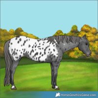 Horse Color:Black Appaloosa