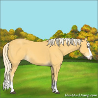 Horse Color:Palomino Splash 