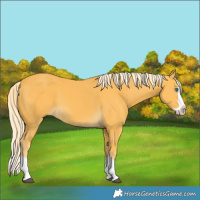 Horse Color:Palomino Splash 