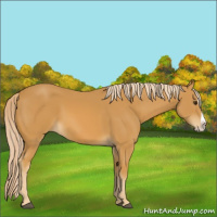 Horse Color:Palomino Splash 