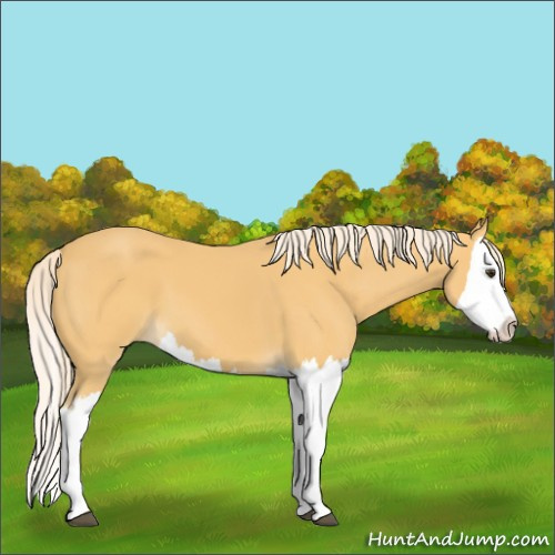 Horse Color:Palomino Splash 
