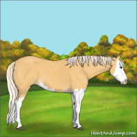 Horse Color:Palomino Splash