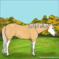 Horse Color:Palomino Splash 