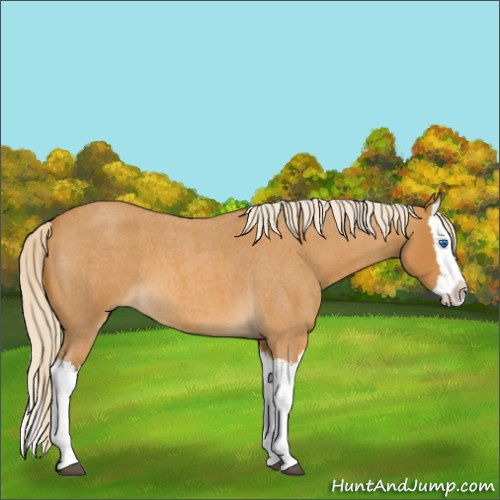 Horse Color:Palomino Roan Splash 