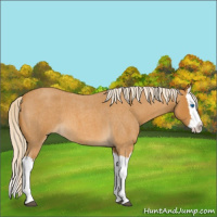 Horse Color:Palomino Roan Splash 