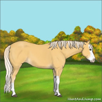 Horse Color:Palomino Splash 