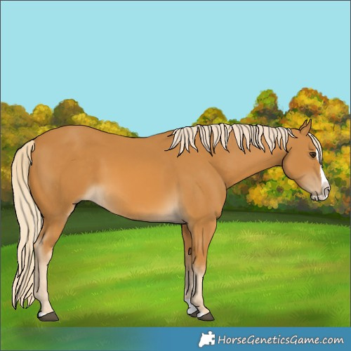 Horse Color:Palomino Splash