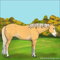 Horse Color:Palomino Splash
