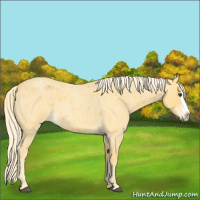 Horse Color:Palomino Roan Splash 
