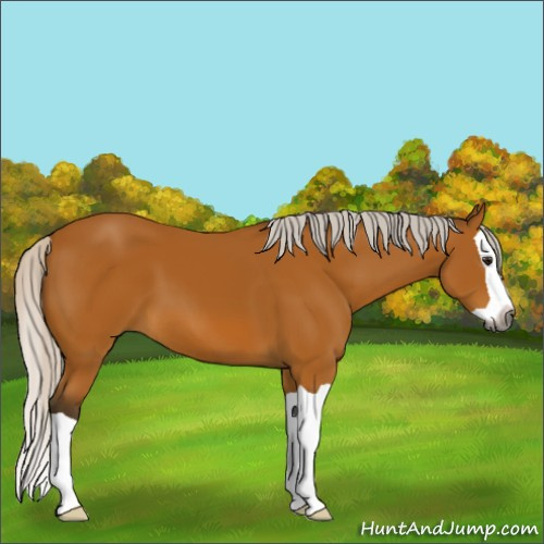 Horse Color:Gray Silver Buckskin Splash 