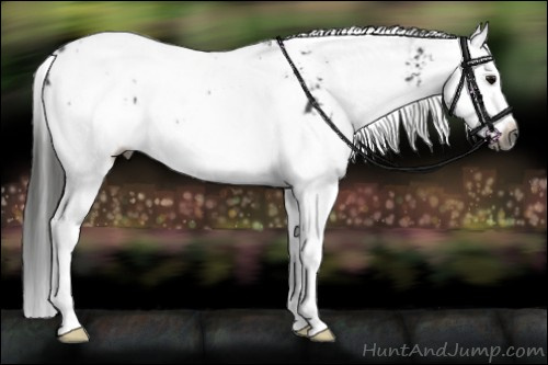 Horse Color:Gray Smoky Black Sabino Splash Appaloosa Rabicano 