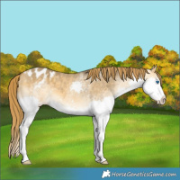 Horse Color:Buckskin Dun Splash Appaloosa 