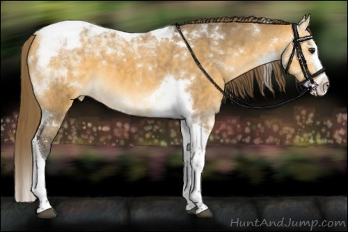 Horse Color:Buckskin Dun Splash Tobiano Appaloosa 