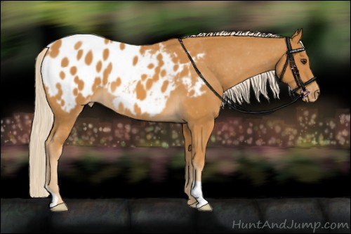 Horse Color:Palomino Appaloosa 