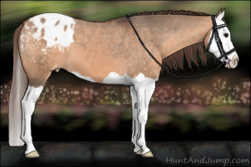 Horse Color:Bay Dun Splash Appaloosa 