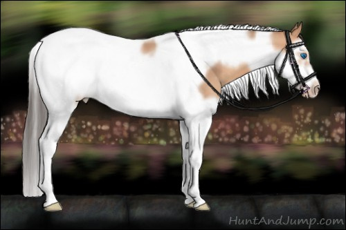 Horse Color:Amber Champagne Splash Tobiano Frame 