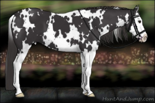 Horse Color:White Spotted Smoky Black Splash 