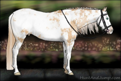 Horse Color:Smoky Black Pearl Sabino 