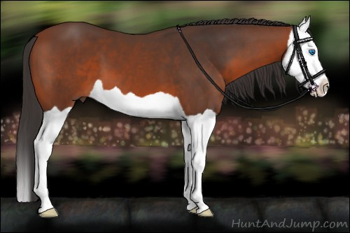 Horse Color:Bay Splash 