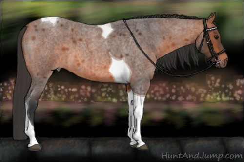 Horse Color:Bay Roan Tobiano 